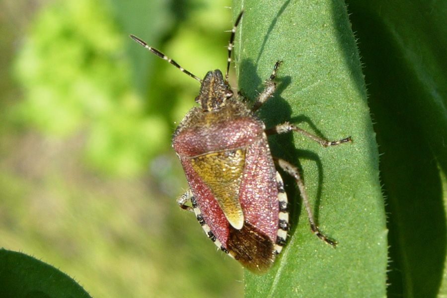 Eterotteri: Liocoris e Dolycoris